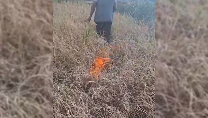 खडेरीले धान उत्पादन नभएपछि कृषकले खेतमै लगाए आगो
